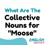 Collective Nouns for "Moose"