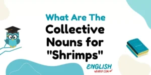 Collective Nouns For "Shrimps"