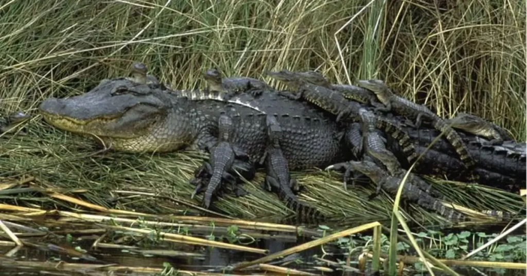 A Coalition of Alligators