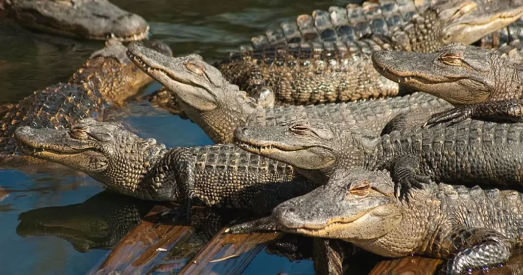 A Congregation of Alligators