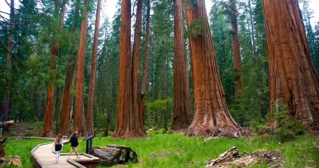 A Grove of Trees