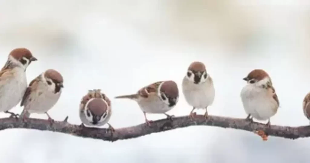 A Knot of Sparrows