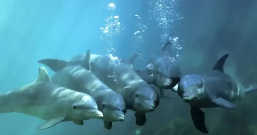 A Pod of Dolphins