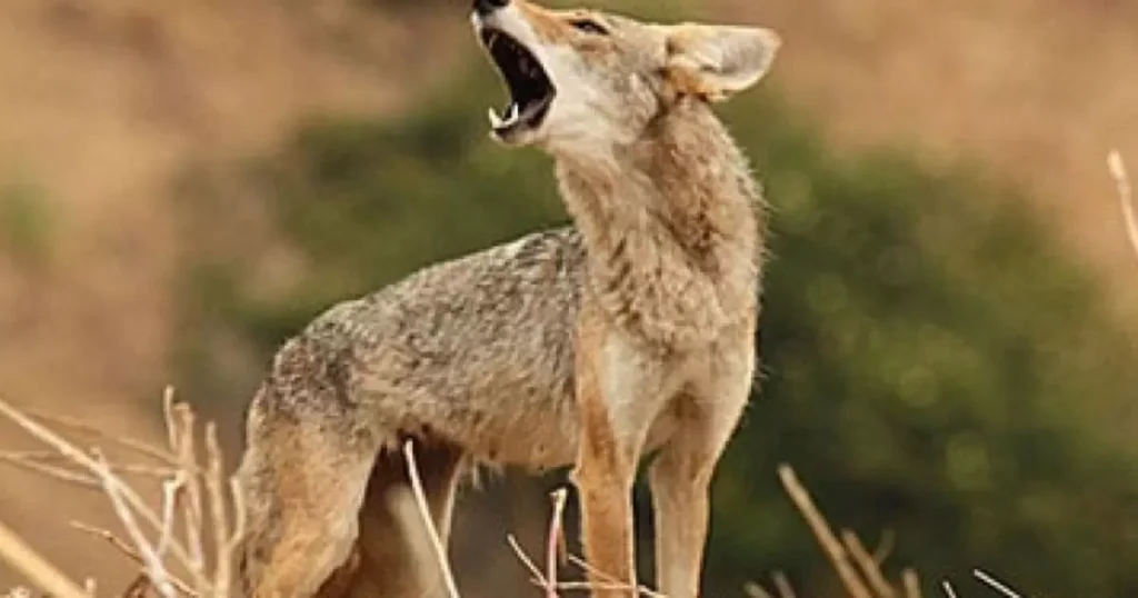 A Sneer of Coyotes