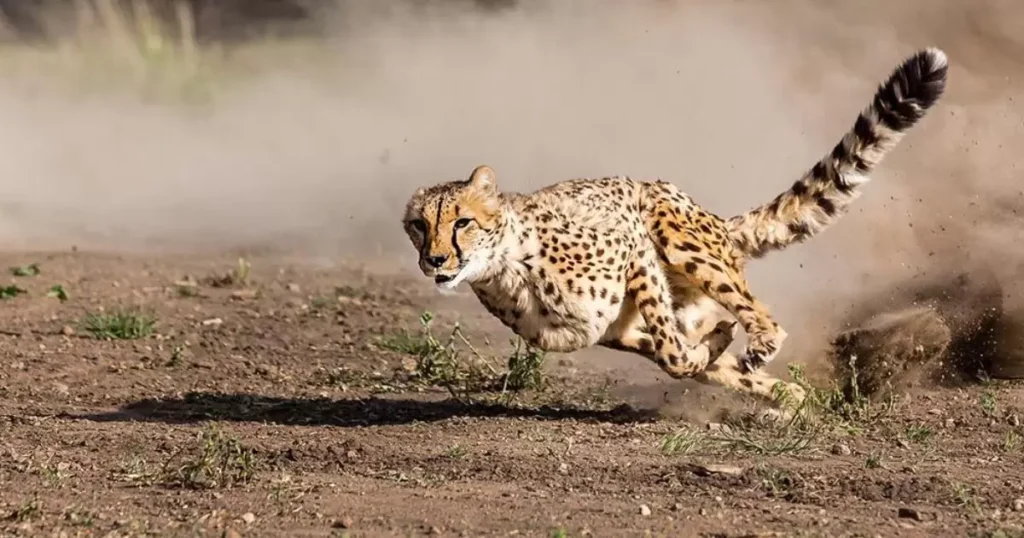 a streak of cheetahs 