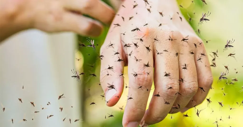 A Swarm of Mosquitoes