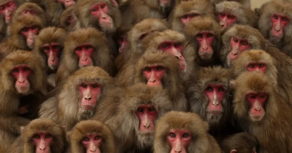 A troop of monkeys