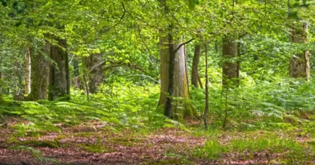  a variety of trees