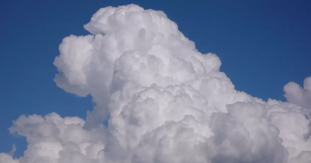 cloud of gnats enveloped