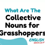 Collective Nouns for "Grasshoppers"