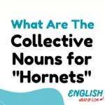 Collective Nouns for "Hornets"