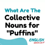 Collective Nouns for "Puffins"