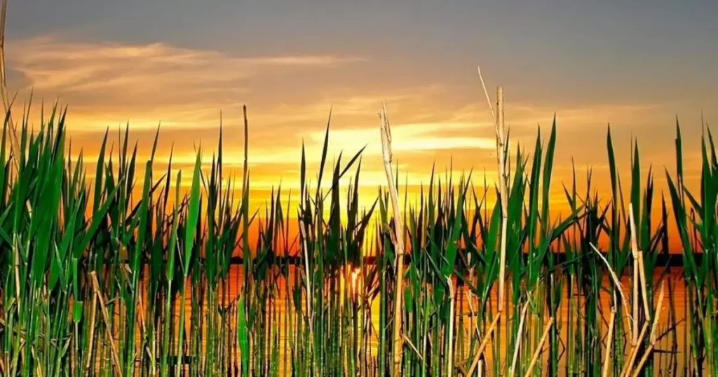 croaks echoing through the reeds