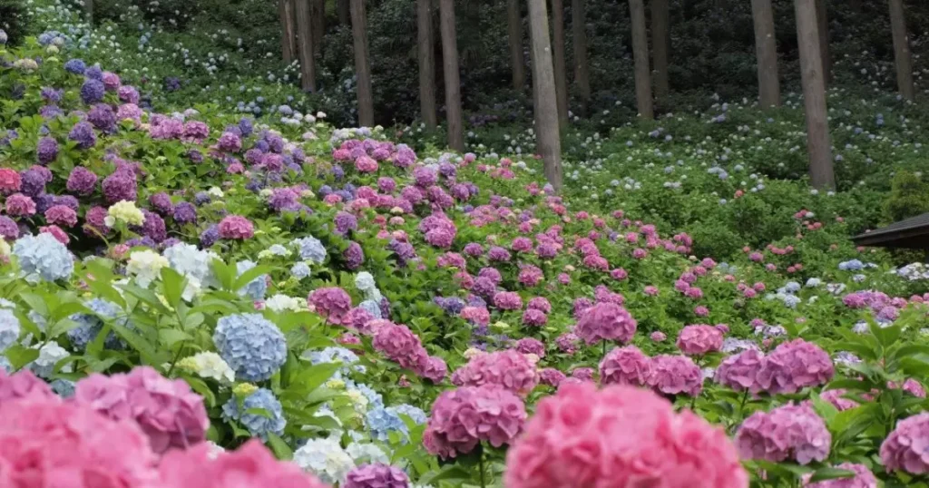 flowers and trees,