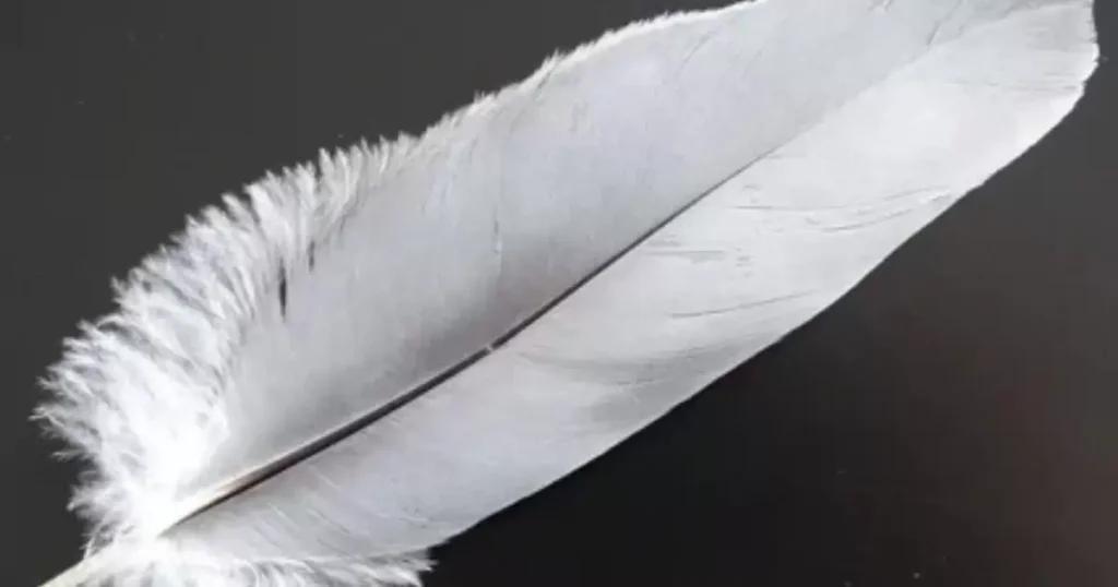 fluffy feathers