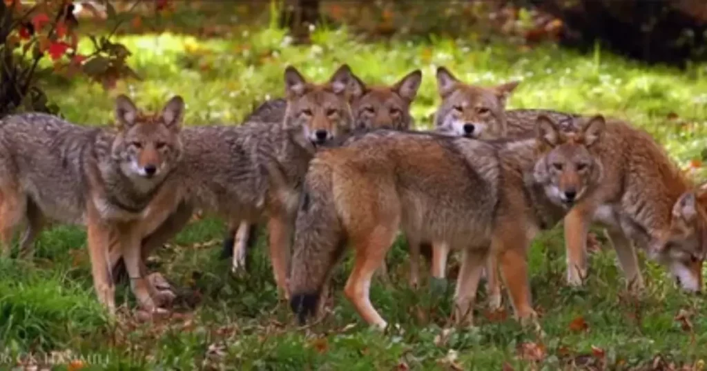 group of coyotes