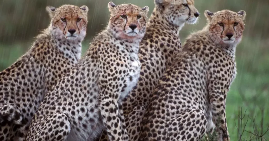 group of male cheetahs