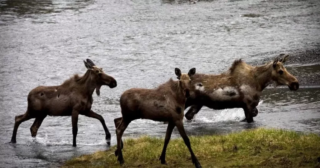 group of moose