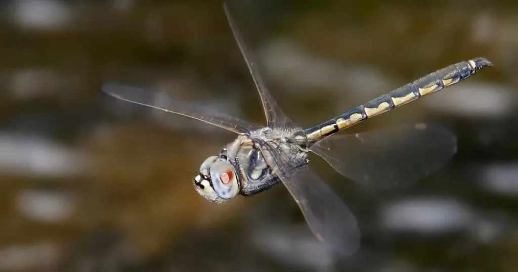 insects flying together