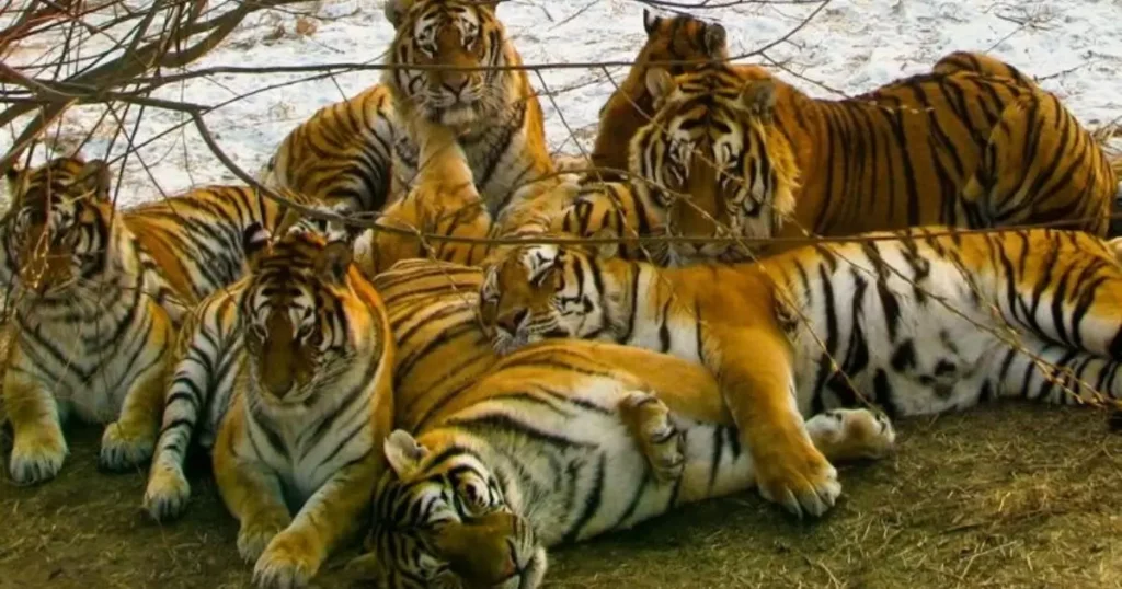 tigers resting or seeking