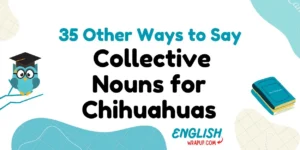 Nouns for Chihuahuas